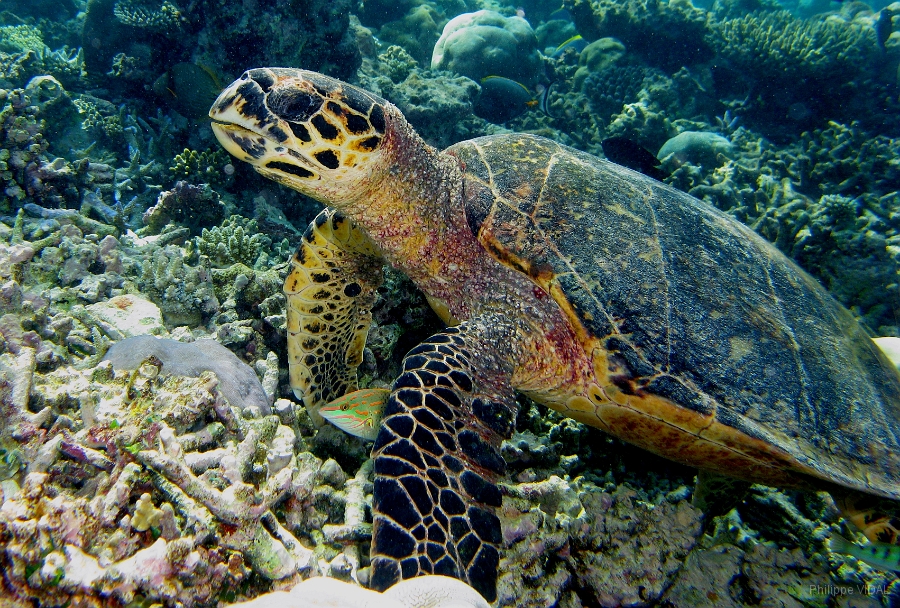 IMG_7647rc_Maldives_Madoogali_Tortue imbriquee.jpg